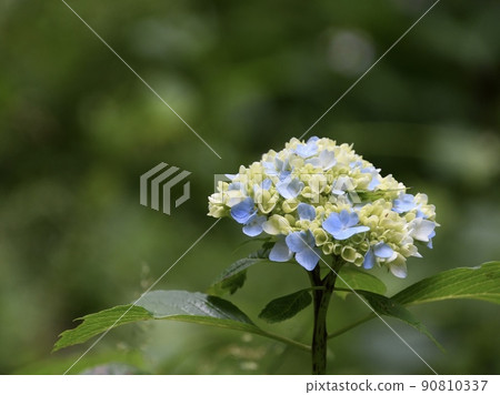 繡球花特寫淡色 繡球花特寫淡色 90810337