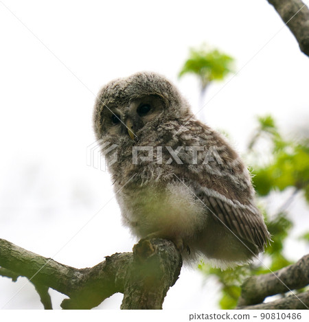 Ezo owl chicks that were just nesting 90810486