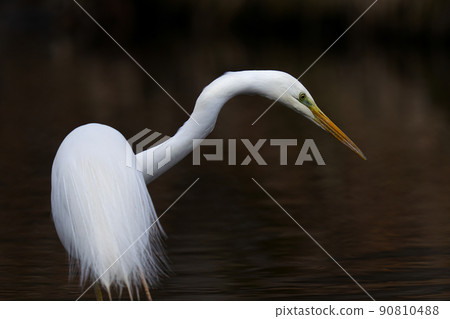 白鷺瞄準獵物 白鷺瞄準獵物 90810488