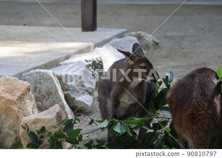 Scenery of the breeding space of the zoo with the Bennett red-necked wallaby Scenery of the breeding space of the zoo with the Bennett red-necked wallaby 90810797