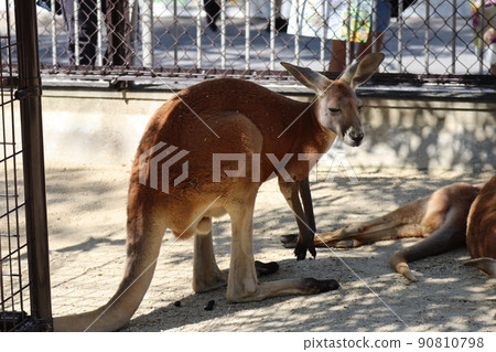 Scenery of a red kangaroo in the zoo's breeding space Scenery of a red kangaroo in the zoo's breeding space 90810798