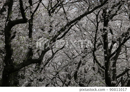 Cherry Blossoms Cherry Blossoms 90811017
