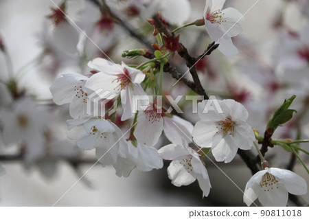 Cherry Blossoms Cherry Blossoms 90811018
