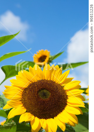 One wheel of sunflower One wheel of sunflower 90811226