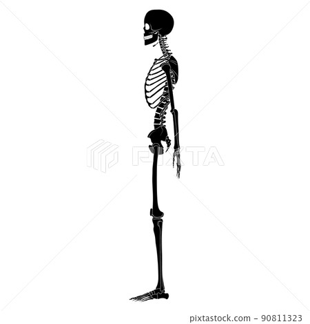 Skeleton silhouette Human body hands, legs, chests, heads, vertebra, pelvis, Thighs side lateral view flat black color 90811323