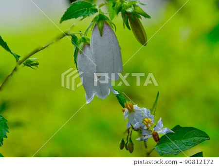 印象深刻,我在公園的草地上發現了一株風鈴草。 印象深刻,我在公園的草地上發現了一株風鈴草。 90812172