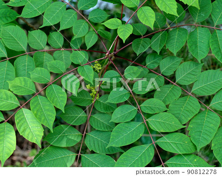 Urushi family Urushi genus Yamaurushi 90812278