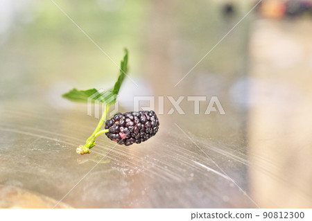 桑白皮（夏季，六月） 90812300