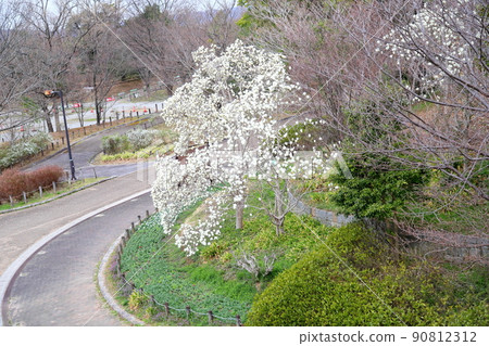 Yulan magnolia flower Yulan magnolia flower 90812312