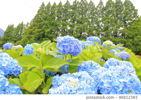 多雲的天空和繡球花生駒高原 90812365