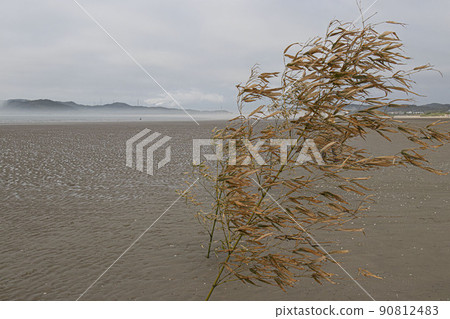 獨立西海之濱的竹 獨立西海之濱的竹 90812483