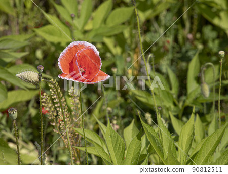 Red poppy flowers in the freshly bloomed water garden that feel the atmosphere of summer 90812511