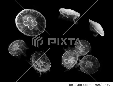 Loosely floating moon jellyfish, monochrome black background 90812859