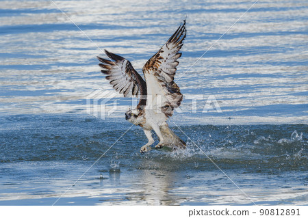 Misago狩獵 90812891