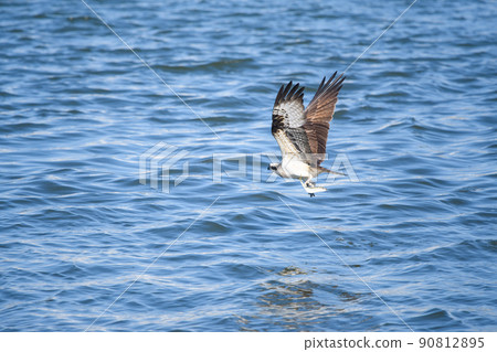 Osprey hunting 90812895
