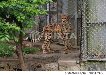 Cheetah walking gracefully 90812972