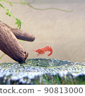 Shrimp like a picture of red cherry shrimp 90813000