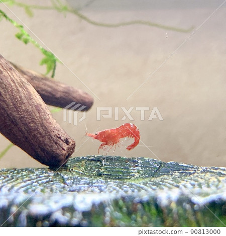 Shrimp like a picture of red cherry shrimp 90813000