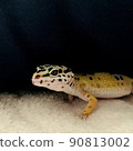 Leopard gecko 90813002