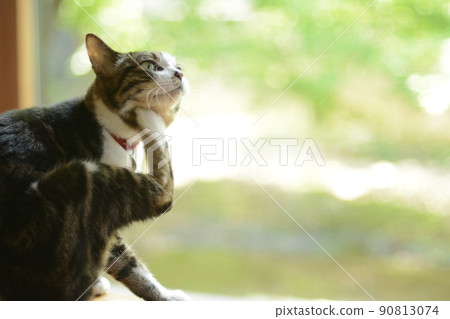Pheasant cat scratching its neck with its hind legs 90813074