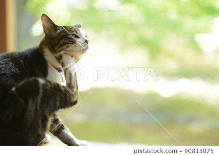 Pheasant cat scratching its neck with its hind legs 90813075