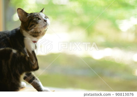 Pheasant cat scratching its neck with its hind legs Pheasant cat scratching its neck with its hind legs 90813076