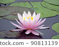 蓮花 90813139