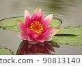 蓮花 90813140