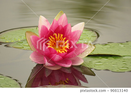 蓮花 90813140