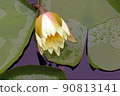蓮花 90813141