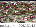 蓮花 90813142