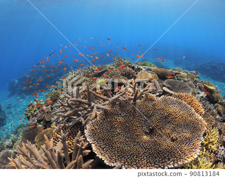 Experience diving in the tropical sea Experience diving in the tropical sea 90813184