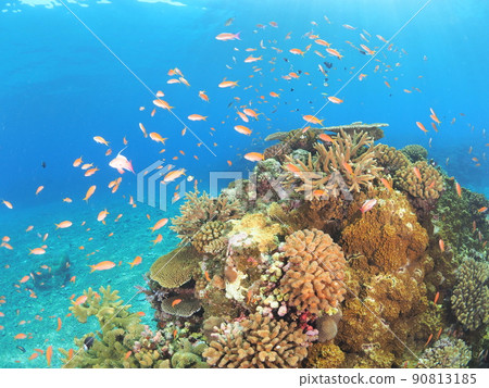Experience diving in the tropical sea Experience diving in the tropical sea 90813185