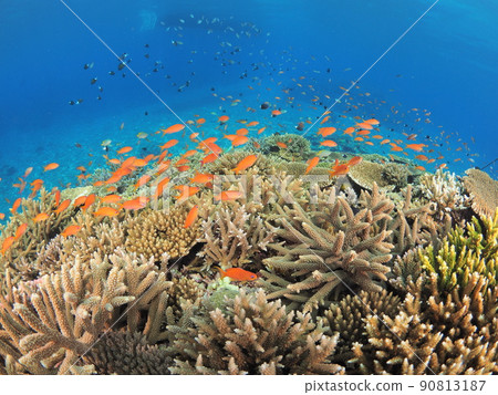 體驗在熱帶海域潛水 體驗在熱帶海域潛水 90813187