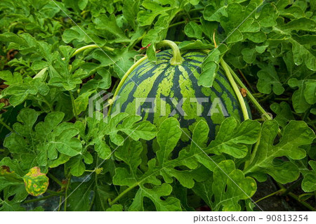 Daiei watermelon 90813254