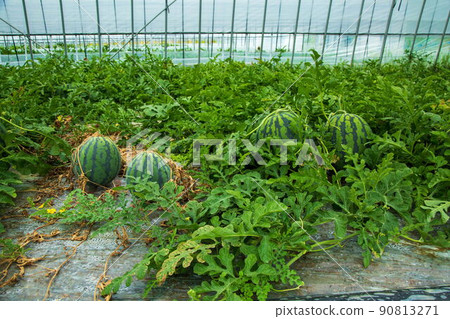 Daiei watermelon 90813271
