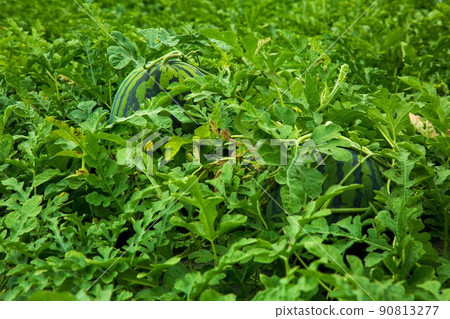 大榮西瓜 90813277