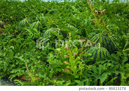 Daiei watermelon 90813278