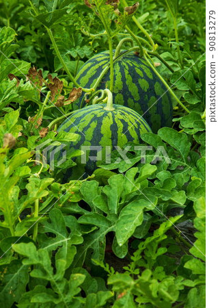 大榮西瓜 90813279