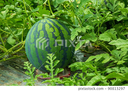 Daiei watermelon Daiei watermelon 90813297