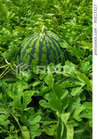 Daiei watermelon Daiei watermelon 90813327