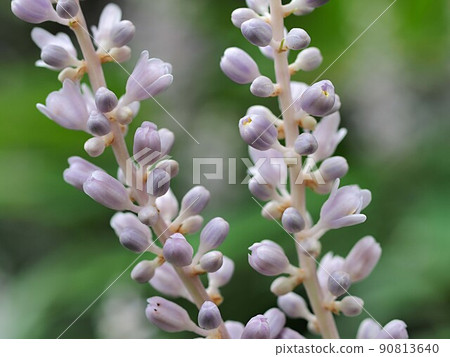 Yaburan的花 90813640