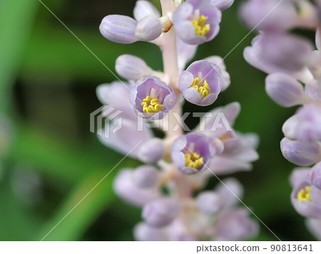 Yaburan的花 Yaburan的花 90813641