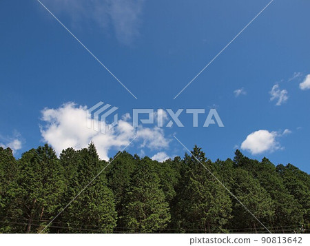 杉柏種植園山 90813642