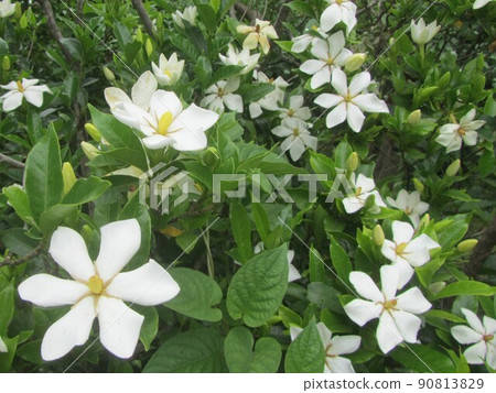 Yamiko's flower Gardenia flower 90813829