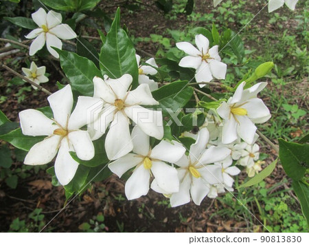 Yamiko的花梔子花 90813830