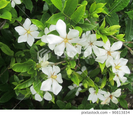 Yamiko's flower Gardenia flower 90813834