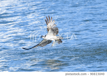 Osprey hunting 90813840