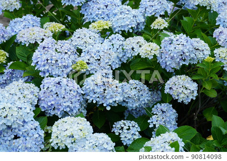 Hydrangea 6874 90814098