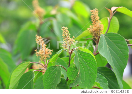 Red bud (or Kashiwa) (Akamega wrinkle) flower 90814238